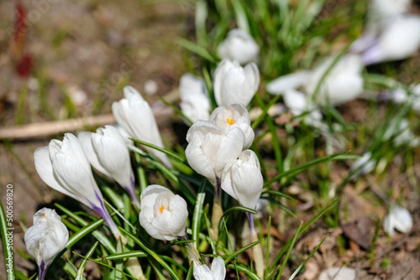 Obraz white spring crocus flowers