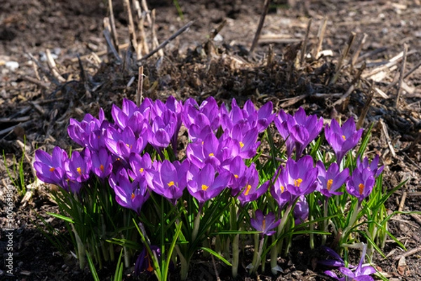 Obraz purple spring crocus flowers