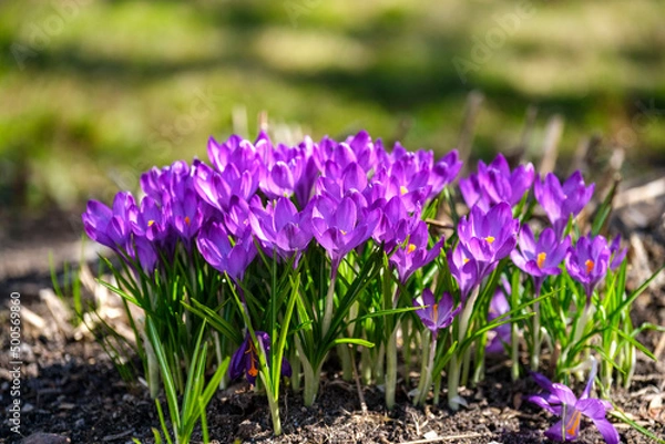 Obraz purple spring crocus flowers