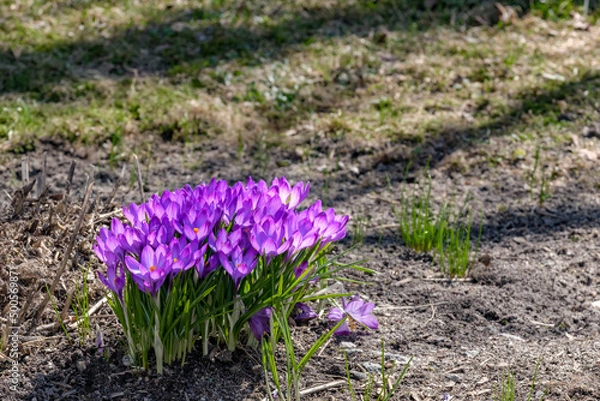 Obraz purple spring crocus flowers