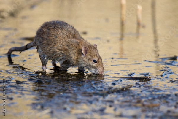 Obraz Brown Rat (rattus norvegicus) Eating in a Pond