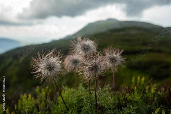 Obraz flowers in the mountains