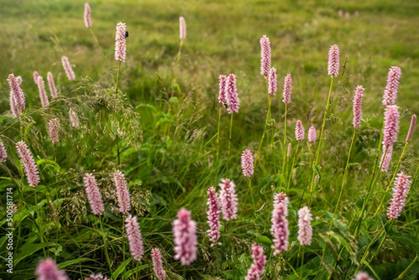 Obraz mountain flower