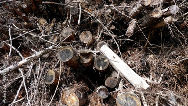Fototapeta Fallen trees stacked for firewood sawing shredding nature forest