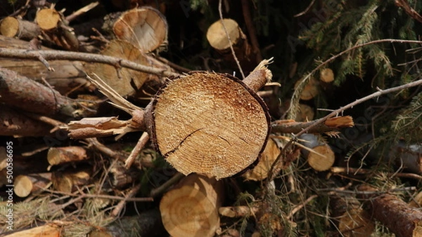 Fototapeta Fallen trees stacked for firewood sawing shredding nature forest