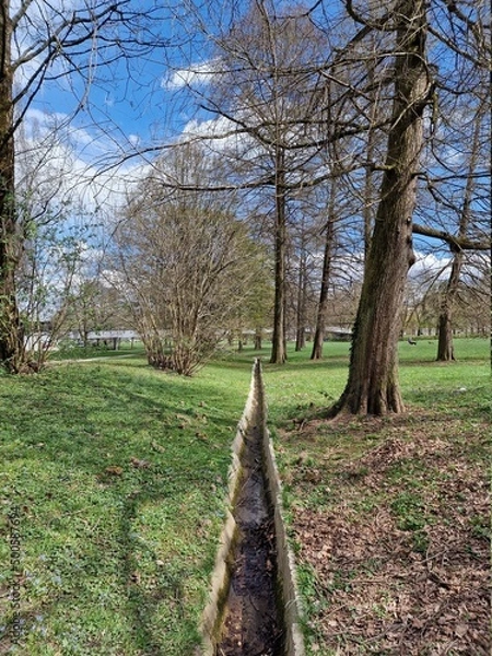 Fototapeta trees in the forest