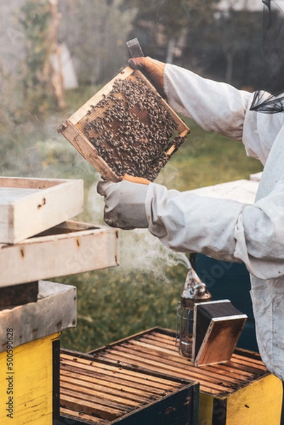 Obraz beekeeping