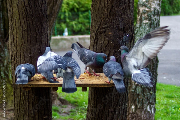 Fototapeta gołębie
