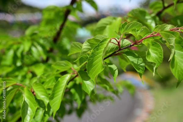 Obraz 新緑鮮やかな桜の葉