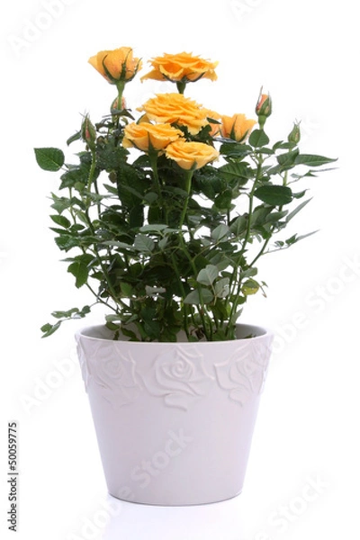 Obraz Yellow rose in a pot