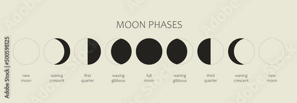 Fototapeta The Moon, Moon Phases on a black background. The whole cycle from the new moon to the full moon. Astronomy and lunar calendar vector illustration