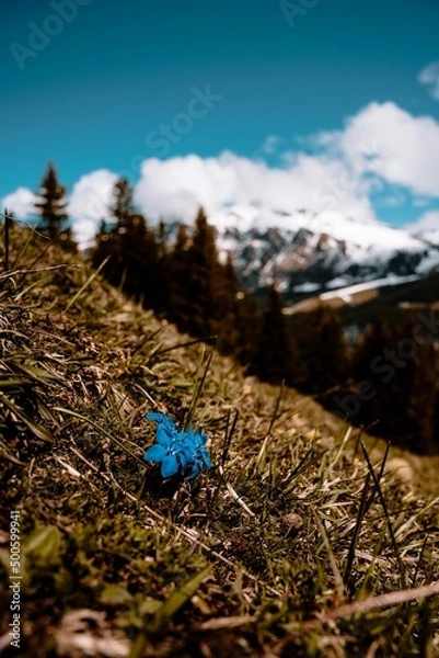 Obraz flower mountain 4