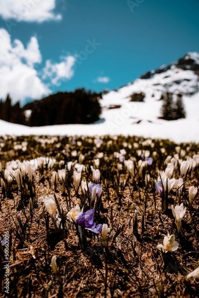 Obraz flower mountain