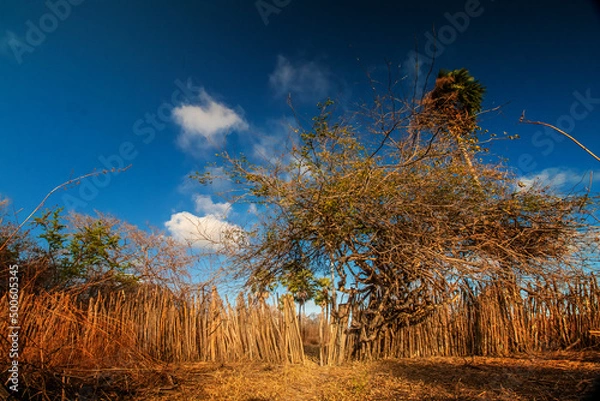 Fototapeta tree in the field