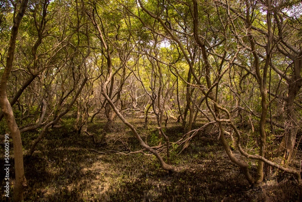 Fototapeta mangrove