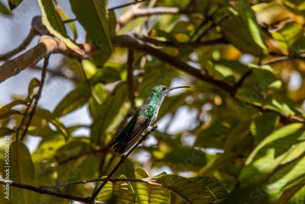 Fototapeta Hummingbird 