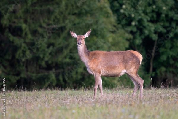 Fototapeta jelen, czech republic, portrait, wild animal, fauna, europe, female, green, summer, meadow, hind, natural, fur, outdoor, animals, background, young, fawn, mother, two, doe, hunting, red, cervus, stag,