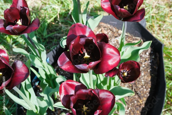 Fototapeta チューリップ　コンチネンタル