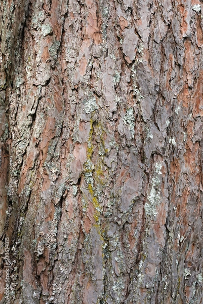 Fototapeta 松の木