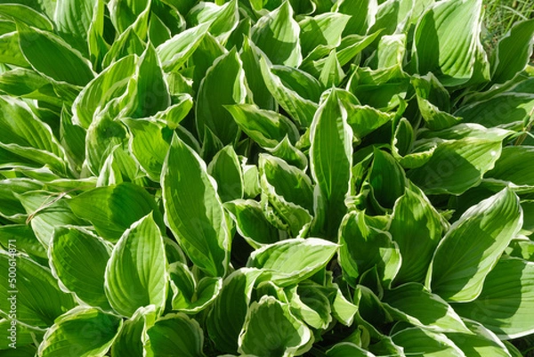Fototapeta ホスタ　ギボウシの群生