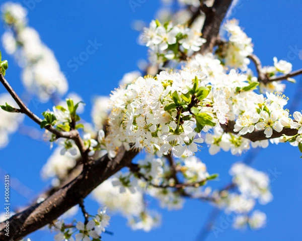 Obraz Beautiful cherry blossom tree