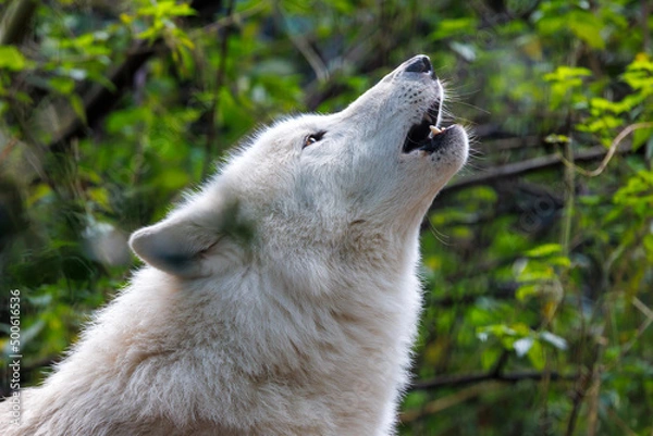 Fototapeta portrait of a howling white wolf (Canis lupus hudsonicus)