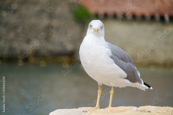 Obraz A seagull is watching you