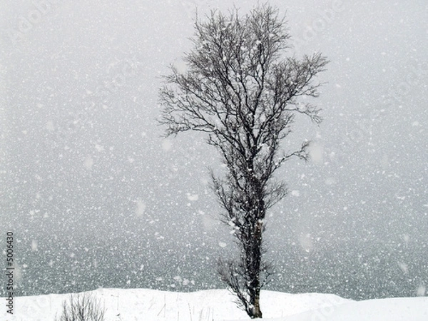 Obraz Snowfall - Lonely tree