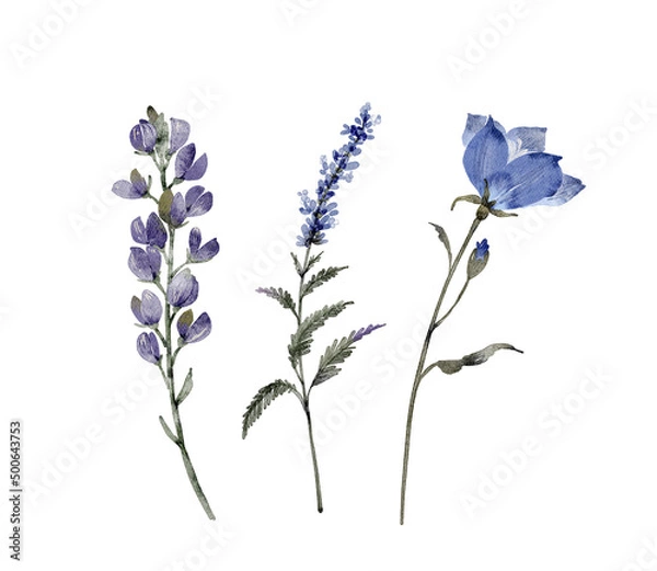 Fototapeta set of watercolor illustrations of blue flowers and plants on a white background. hand painted for design and invitations.