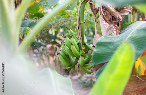 Fototapeta Banana tree with bunch of green growing raw bananas from Thailand.