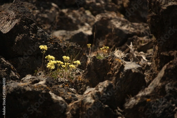 Fototapeta Flowers growing in Lava Beds