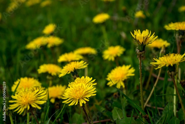Fototapeta Dandelion