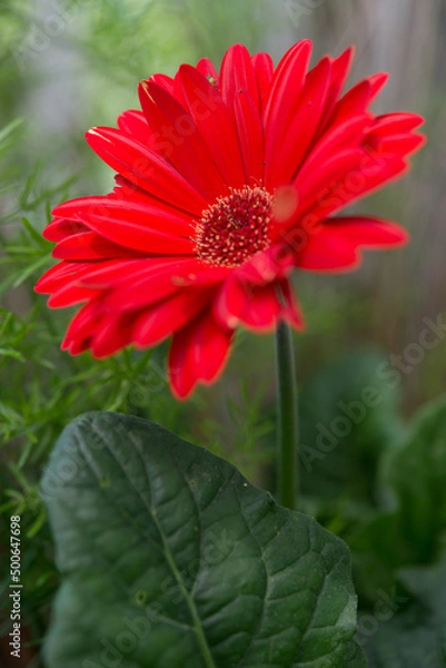 Fototapeta isolated red gerbera flower 