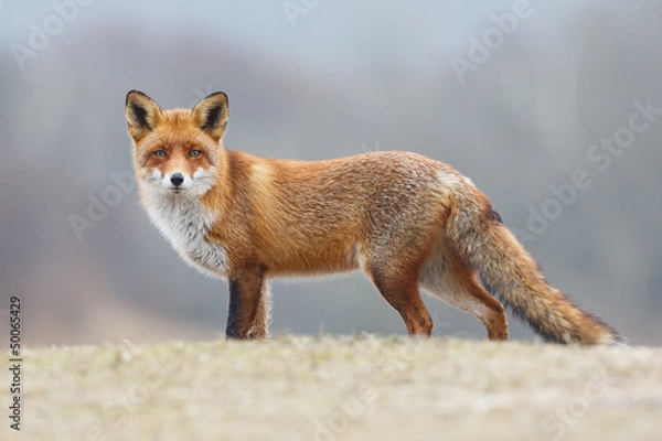 Obraz red fox