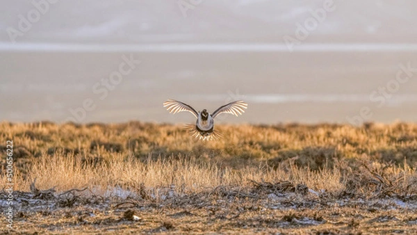 Obraz A Male Greater Sage Grouse Takes Flight at a Lek in Colorado in April