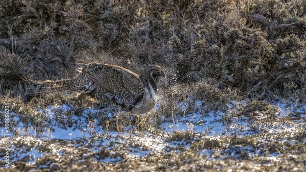 Fototapeta A Male Greater Sage Grouse Kicks Up Snow at a Lek In Colorado in April