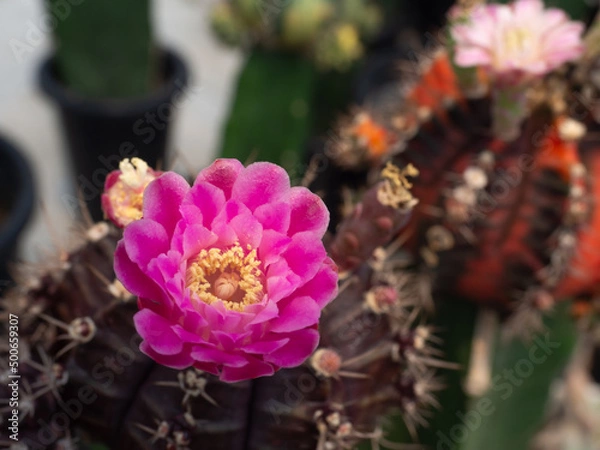 Obraz close up pink cactus blooming in the farm
