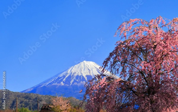 Fototapeta Mt. Fuji from Saiko Nenba and weeping cherry blossoms in the clear blue sky 04/22/2022