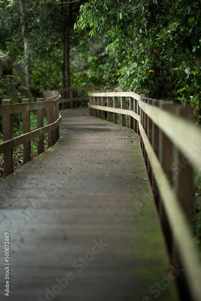 Fototapeta 柿田川　桟道