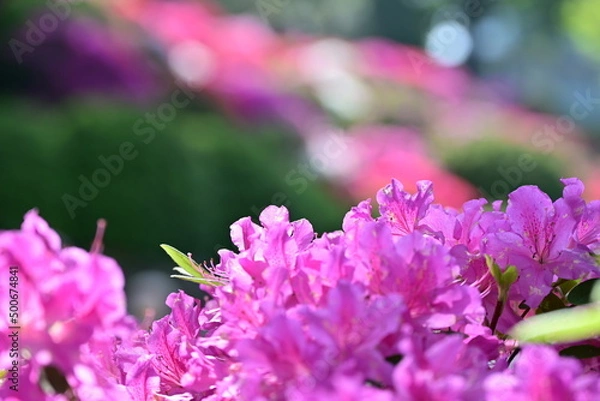 Obraz 咲き誇るツツジ