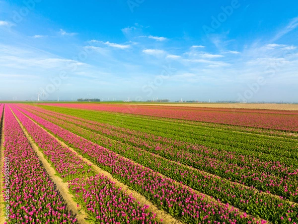 Fototapeta Pink Tulips field in The Netherlands, Aerial view