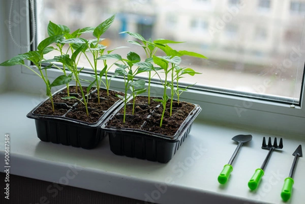 Fototapeta Growing vegetables pepper sprouts from seeds at home. Boxes with seedlings is on windowsill at home.