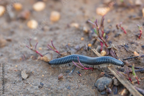 Fototapeta small centipede in the field, worm with legs, close shot of an invertebrate on the ground
