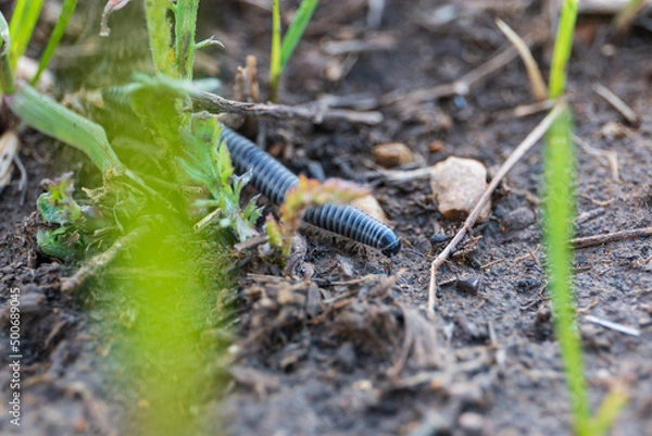 Fototapeta small centipede in the field, worm with legs, close shot of an invertebrate on the ground