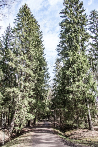 Obraz array of trees in the park close-up under the blue sky
