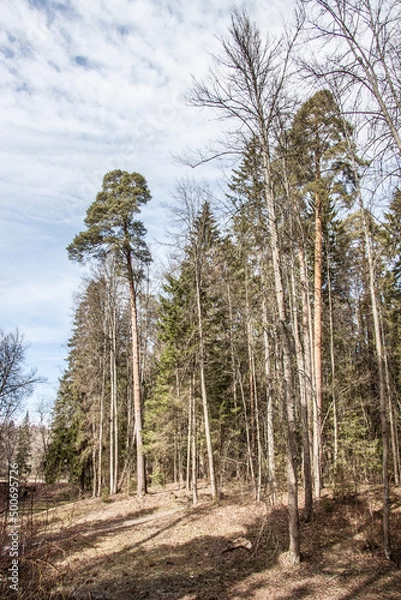 Obraz array of trees in the park close-up under the blue sky
