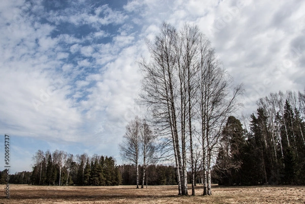 Obraz array of trees in the park close-up under the blue sky