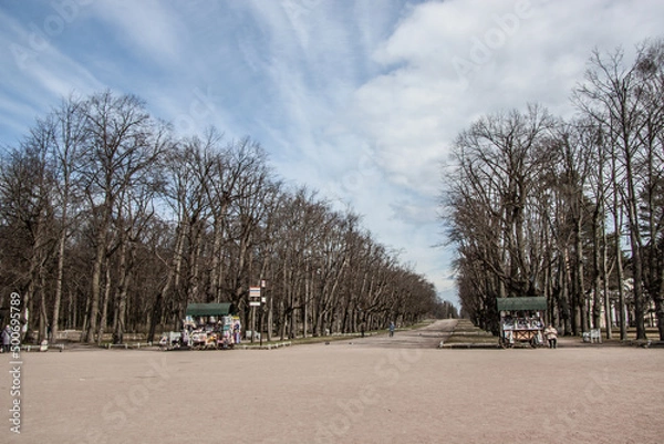 Obraz array of trees in the park close-up under the blue sky