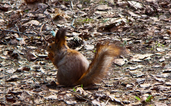 Obraz brown squirrel close-up on the ground