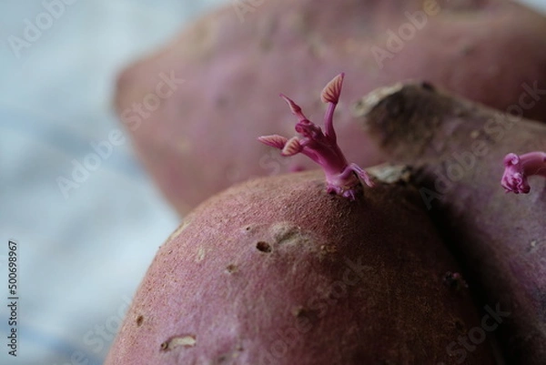 Fototapeta Re-grow buds sweet potato 
